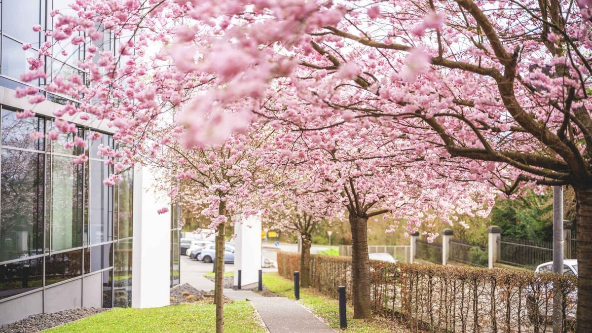 Cherry-Blossoms-TEC-Center-entrance